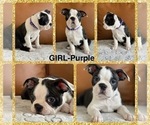 Puppy Girl Purple Boston Terrier