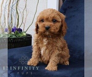 Cavapoo Puppy for sale in NARVON, PA, USA