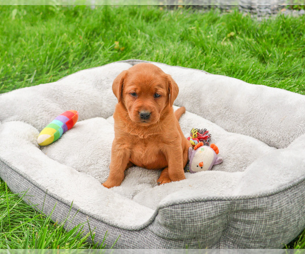 Medium Photo #4 Labrador Retriever Puppy For Sale in SYRACUSE, IN, USA