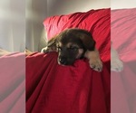 Small Photo #6 Alusky-German Shepherd Dog Mix Puppy For Sale in DETROIT, MI, USA