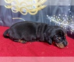 Small #2 Dachshund