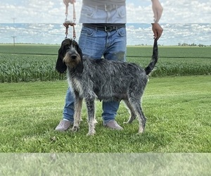 Mother of the Blue Gascony Griffon puppies born on 06/15/2026