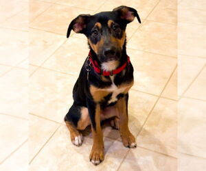 Mutt Dogs for adoption in Minneapolis, MN, USA