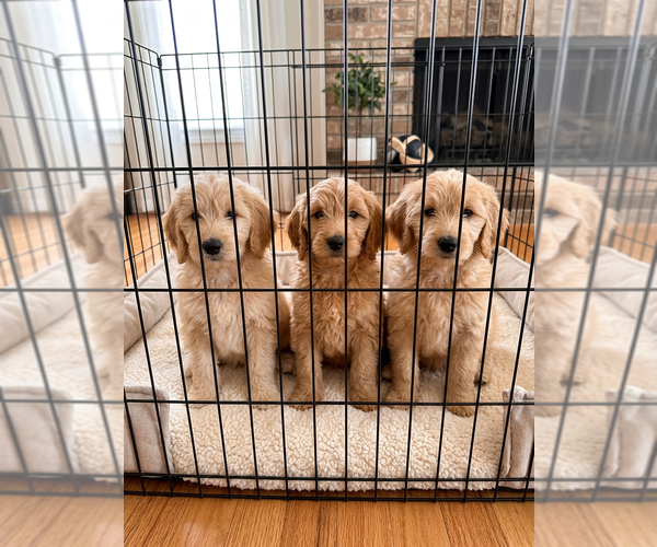 Medium Photo #3 Goldendoodle Puppy For Sale in DENTON, TX, USA