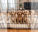 Small #2 Goldendoodle