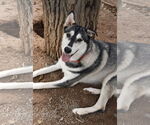 Small #6 Siberian Husky Mix