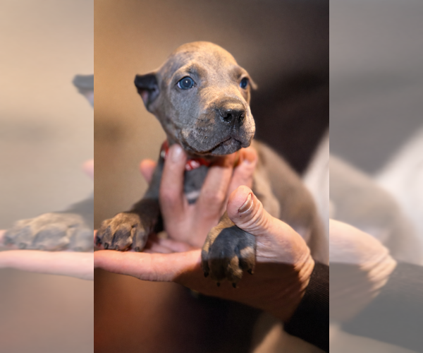 Medium Photo #19 Cane Corso Puppy For Sale in ANDERSON, IN, USA