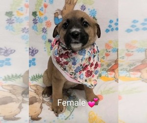 Labrador Retriever-Unknown Mix Dogs for adoption in SHERBURNE, NY, USA