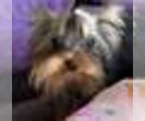 Yorkshire Terrier Puppy for sale in CORAL SPRINGS, FL, USA