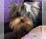 Image preview for Ad Listing. Nickname: Tcup georgito