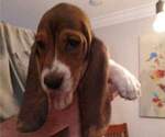 Small Photo #6 Basset Hound Puppy For Sale in SODDY DAISY, TN, USA
