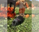 Small #9 Labrador Retriever