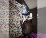 Small Photo #1 Boston Terrier Puppy For Sale in REEDS SPRING, MO, USA