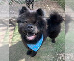 Small #1 Chow Chow