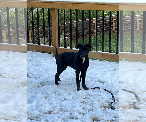 Medium Photo #13 Labrador Retriever-Unknown Mix Puppy For Sale in Germantown, OH, USA