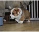 Small Photo #4 Cardigan Welsh Corgi Puppy For Sale in RIVERBANK, CA, USA