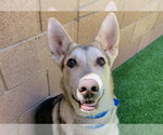 Small German Shepherd Dog Mix