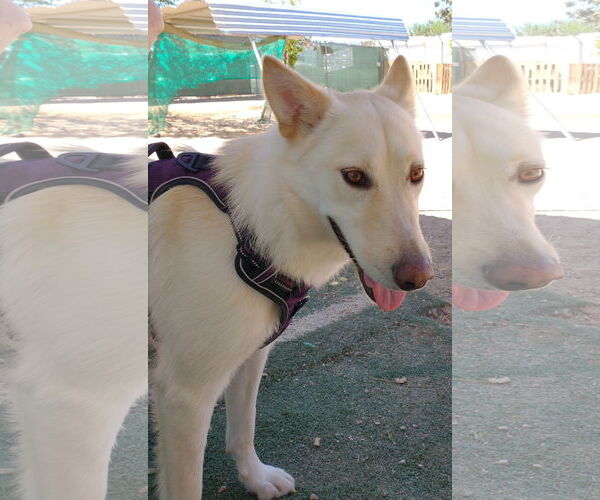 Medium Photo #6 Gerberian Shepsky Puppy For Sale in Apple Valley, CA, USA