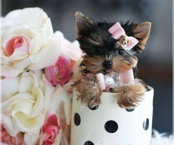 Medium Photo #13 Yorkshire Terrier Puppy For Sale in AVONDALE ESTATES, GA, USA