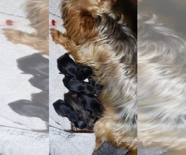 Medium Photo #3 Yoranian-Yorkshire Terrier Mix Puppy For Sale in HUDDLESTON, VA, USA