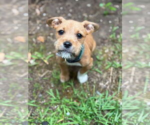 Mutt Dogs for adoption in Berkeley, CA, USA