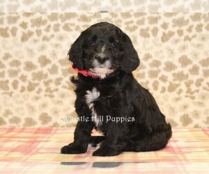 Cock-A-Poo Puppy for sale in DENVER, PA, USA