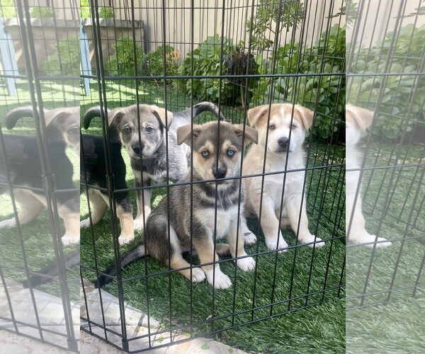 Medium Photo #20 Siberian Husky-Unknown Mix Puppy For Sale in Dana Point, CA, USA