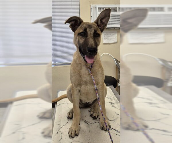 Medium Photo #1 German Shepherd Dog Puppy For Sale in Lodi, CA, USA