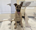 Small German Shepherd Dog