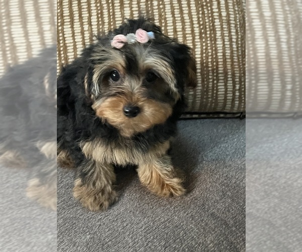Medium Photo #3 Yorkipoo Puppy For Sale in RICHMOND, IL, USA