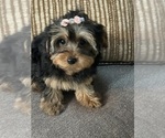 Small #2 Yorkipoo