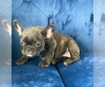 Small #10 French Bulldog