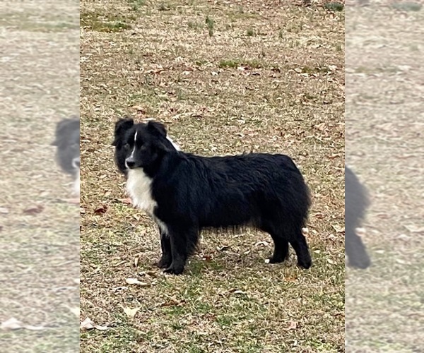 Medium Photo #1 Australian Shepherd Puppy For Sale in WOODFORD, VA, USA