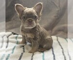 Small #13 French Bulldog