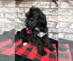 Puppy Puppy 5 Goldendoodle