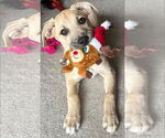Small #16 Labrador Retriever Mix