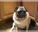 Small Photo #1 Pug Puppy For Sale in PLEASANTVILLE, NY, USA