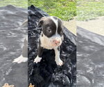 Small Photo #19 American Pit Bull Terrier-Labrador Retriever Mix Puppy For Sale in Holly Springs, NC, USA