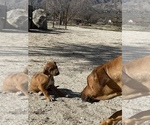 Small Photo #115 Rhodesian Ridgeback Puppy For Sale in MORONGO VALLEY, CA, USA