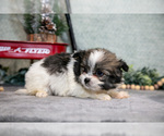 Small Photo #7 Shiranian Puppy For Sale in SHILOH, OH, USA