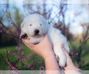 Maremma Sheepdog Puppy for Sale in CONWAY, Missouri USA