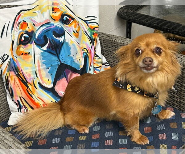 Medium Photo #1 Chiranian Puppy For Sale in Ellijay, GA, USA