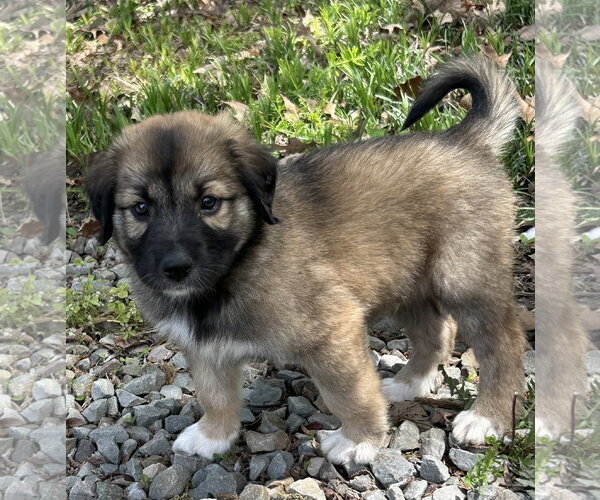 Medium Photo #2 Australian Shepherd-Great Dane Mix Puppy For Sale in Rockaway, NJ, USA