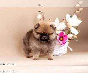 Pomeranian Puppy for sale in DES PLAINES, IL, USA