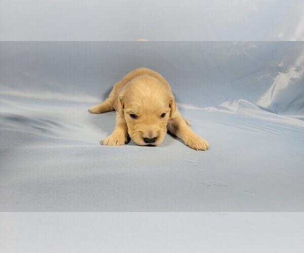Medium Photo #37 Golden Retriever Puppy For Sale in BLACK FOREST, CO, USA