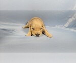 Small #7 Golden Retriever