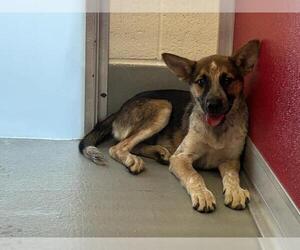 German Shepherd Dog-Unknown Mix Dogs for adoption in Visalia, CA, USA
