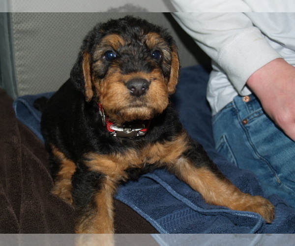 Medium Photo #1 Airedale Terrier Puppy For Sale in CHARLESTOWN, IN, USA