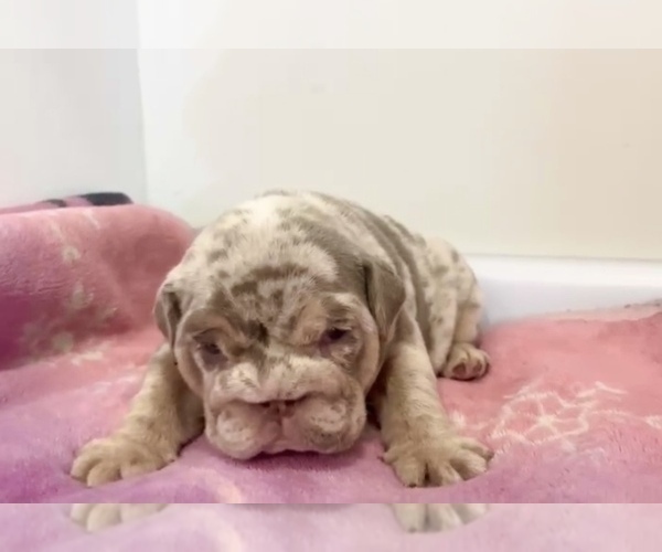 Medium Photo #11 English Bulldog Puppy For Sale in SEATTLE, WA, USA