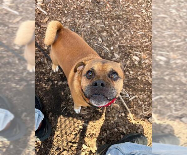 Medium Photo #1 Puggle Puppy For Sale in Waterford, VA, USA
